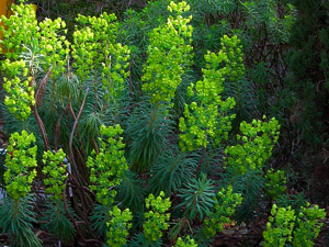 Vivers Càrex - Euphorbia characias subsp. wulfenii